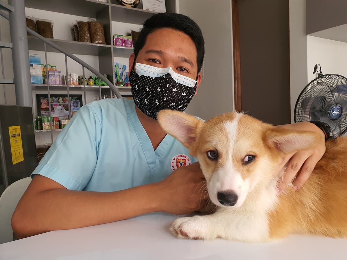 vet in scrubs with a corgi puppy, exam wrapped up review prompt not sent