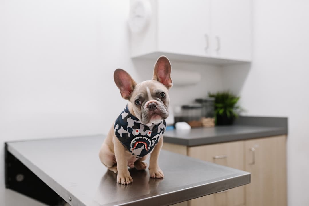small dog wearing a polka-dot shirt, the wellness visit nobody asked for the review on