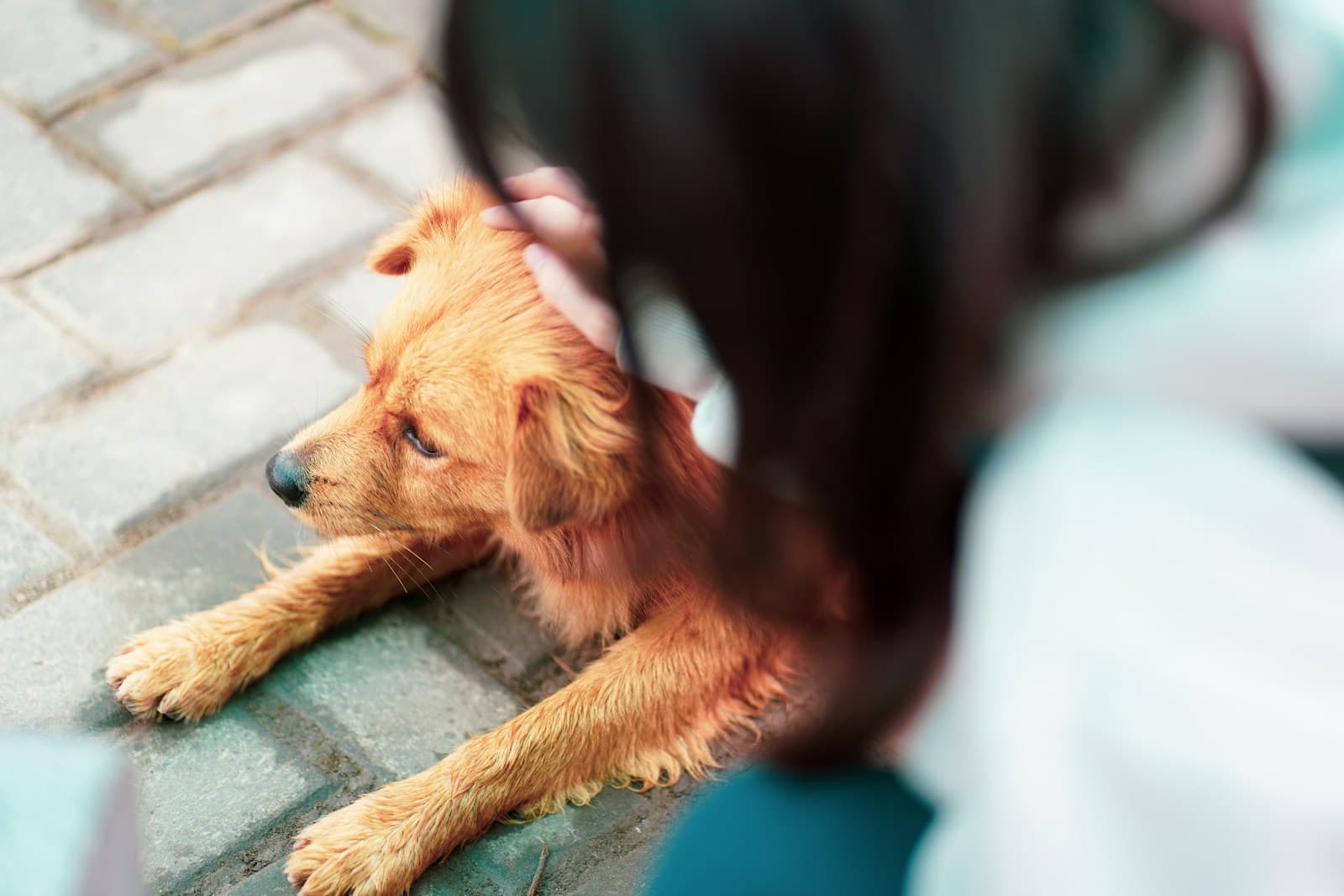 Wet brown puppy on stone patio with owner, vet client search finally landing