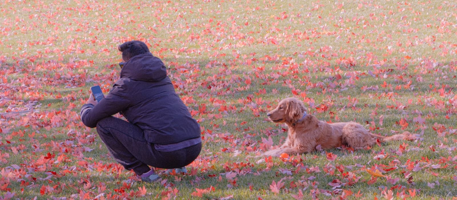 Person crouching with phone near dog in autumn park, vet near me search just landed