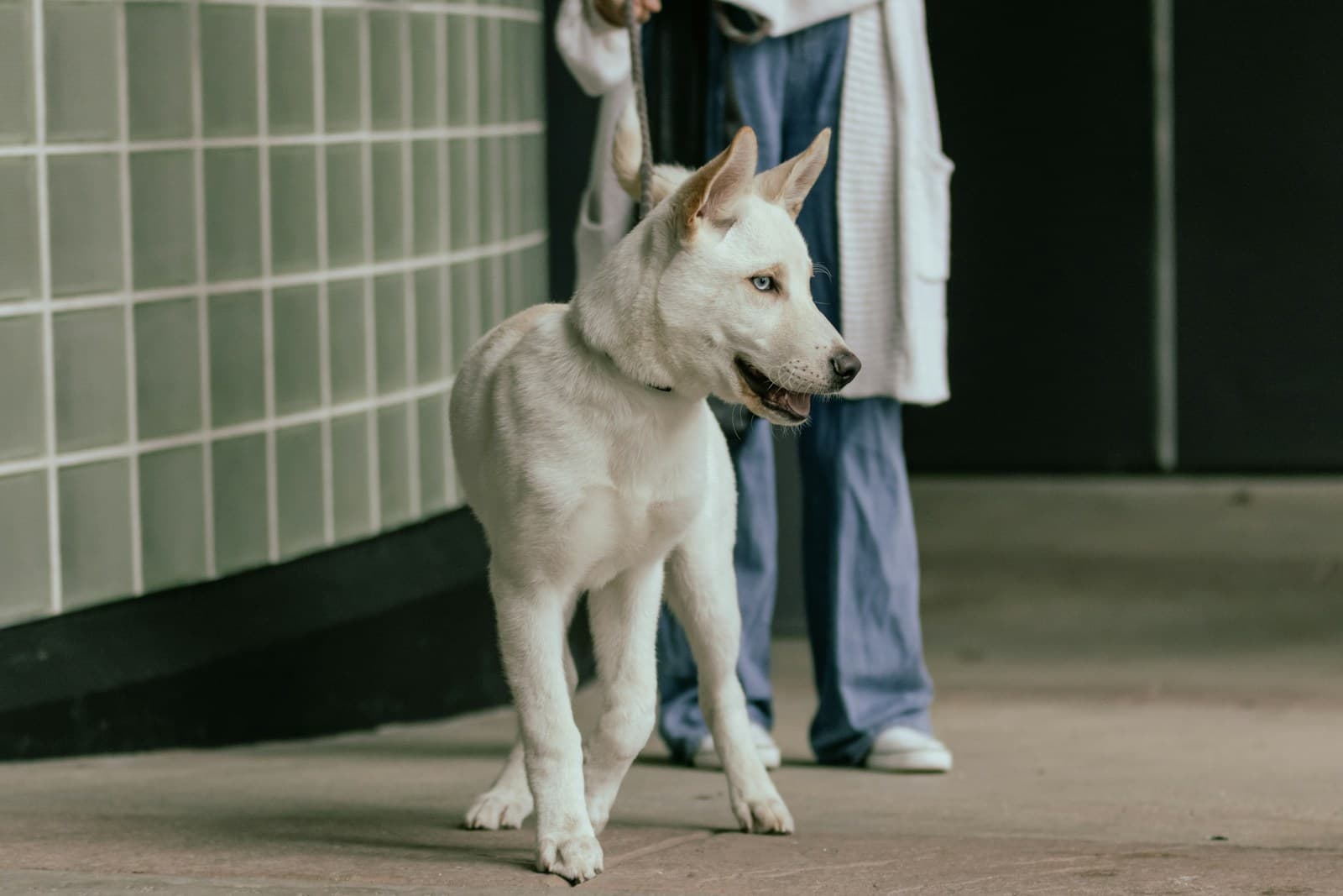 Veterinary Marketing Miami: The Owned-Content System