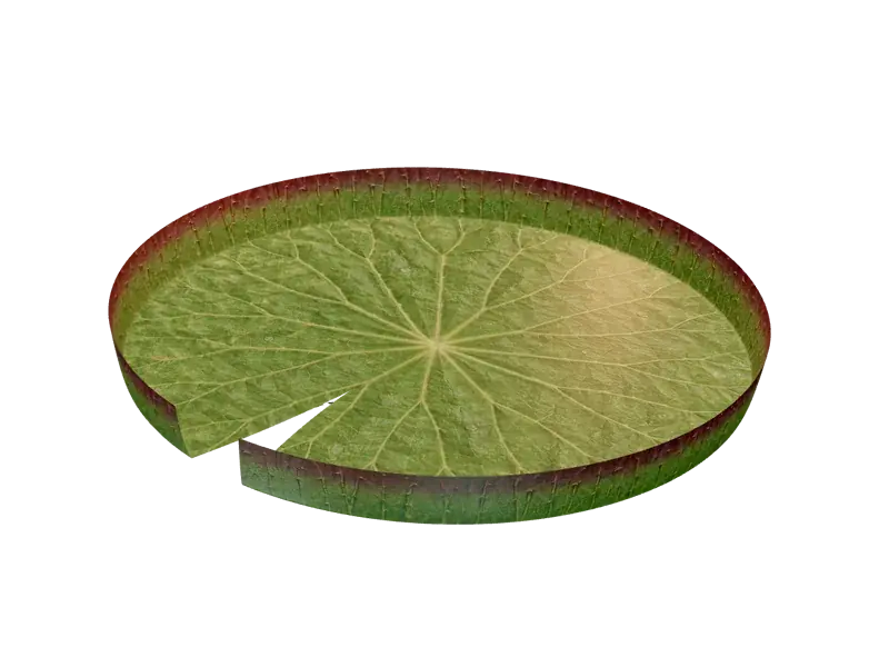A giant Amazon water lily floating in the water